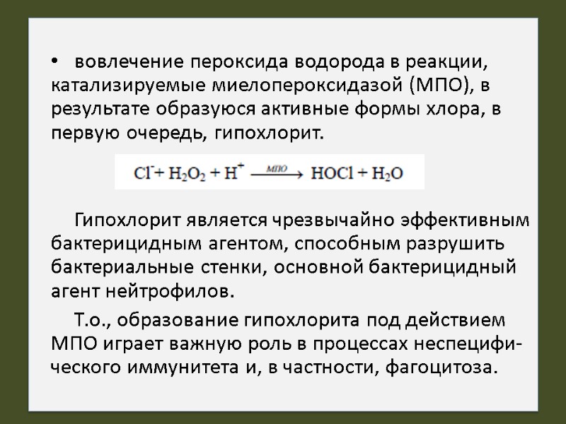 вовлечение пероксида водорода в реакции, катализируемые миелопероксидазой (МПО), в результате образуюся активные формы хлора,